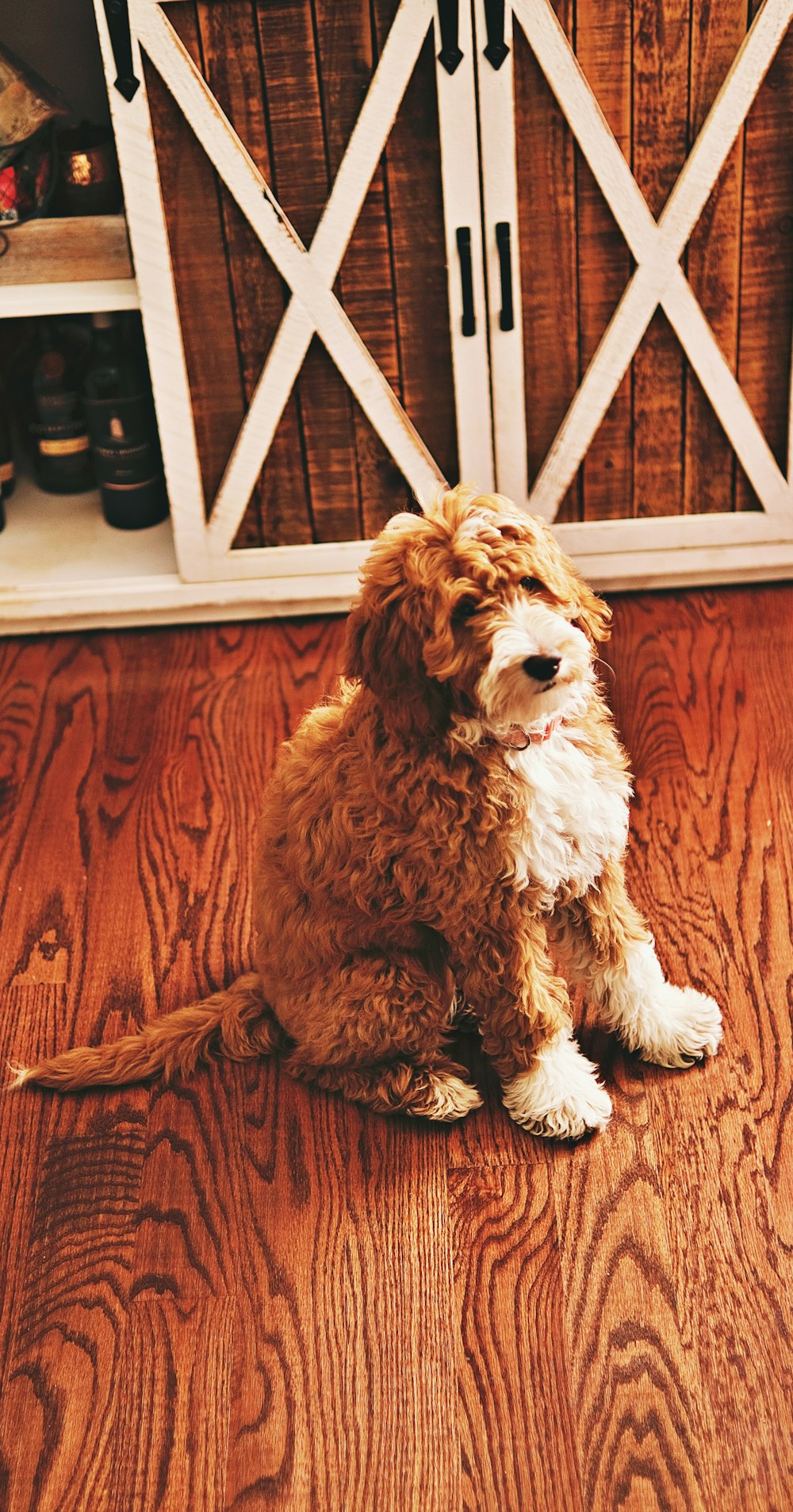 a brown and white dog sitting on top of a wooden floor