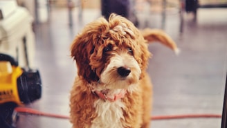 A playful puppy exploring the home environment with curiosity and confidence.