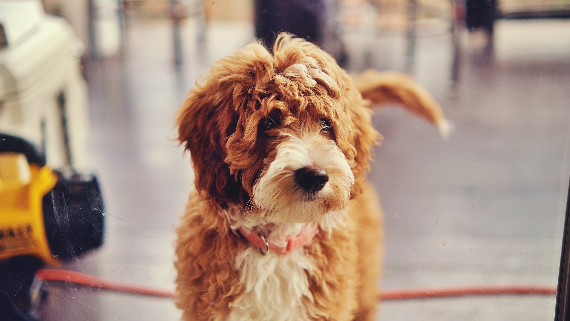 Best Collar for a Goldendoodle Puppy