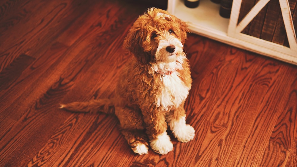 a brown and white dog sitting on top of a wooden floor