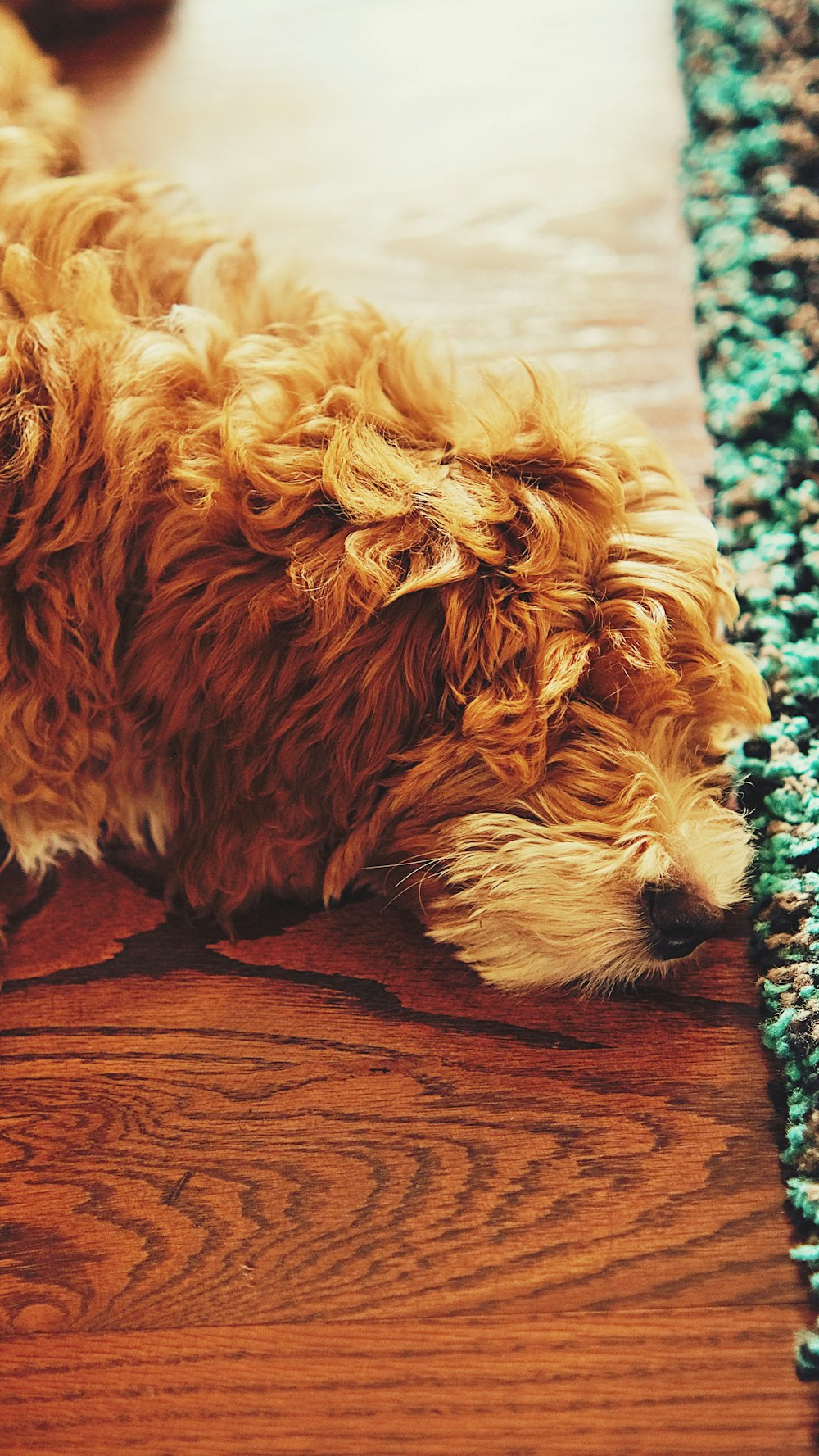 a brown dog laying on top of a wooden floor