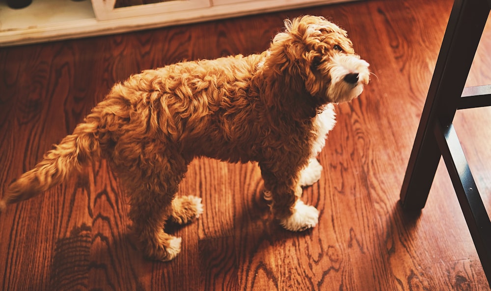 um pequeno cão marrom em pé em cima de um piso de madeira