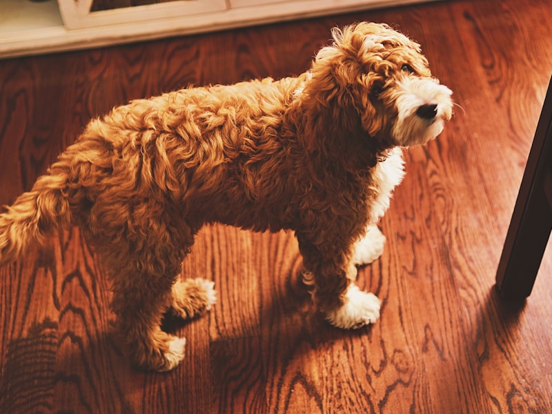 a small brown dog standing on top of a wooden floor