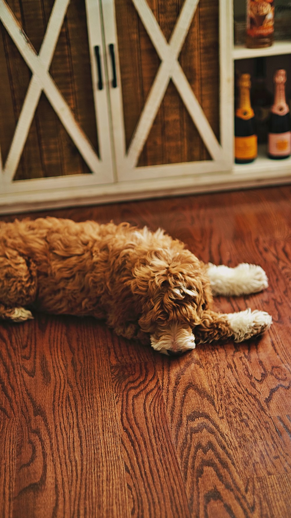 a brown dog laying on top of a wooden floor