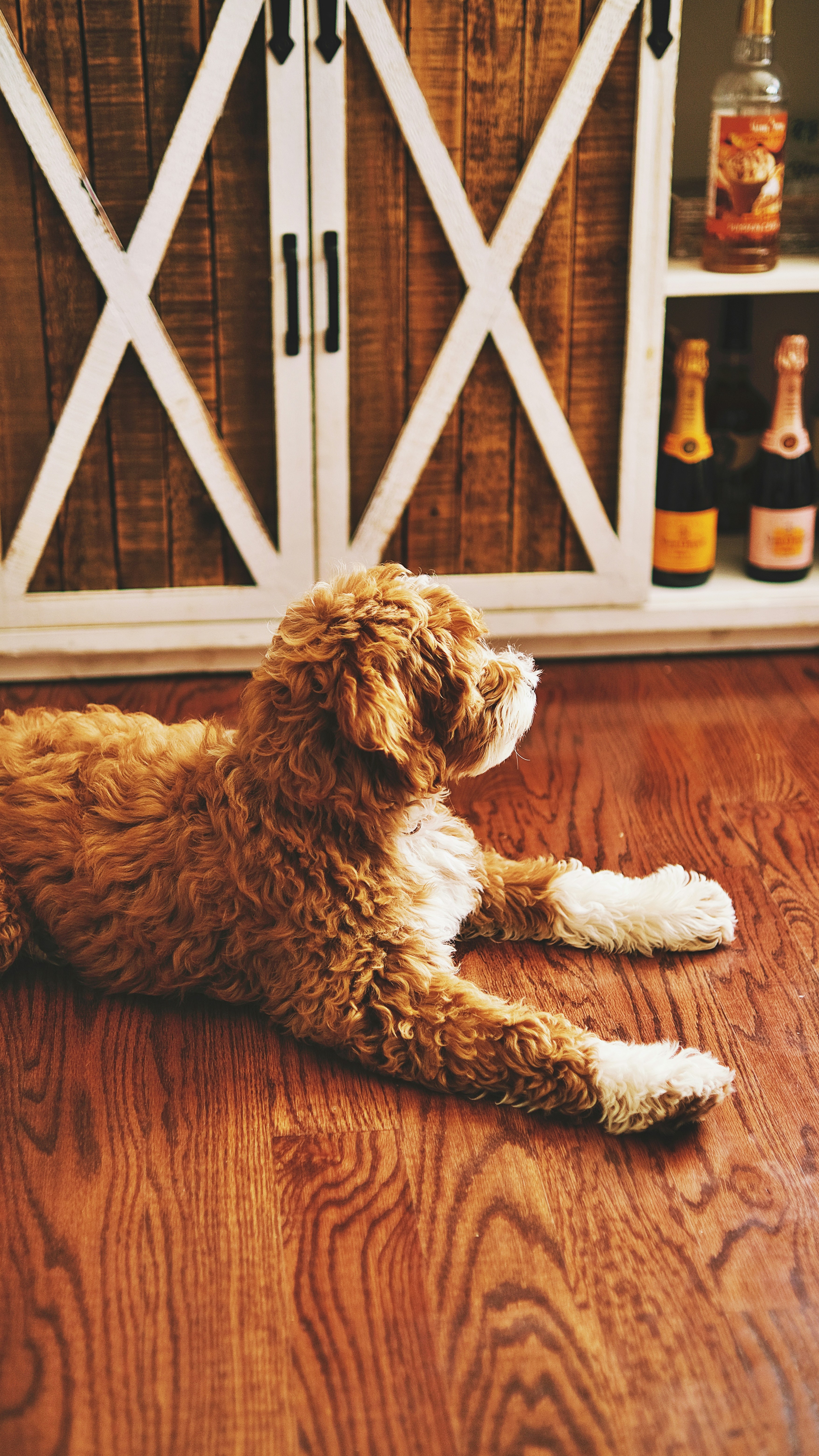 A brown and white goldendoodle lying down and looking upwards.