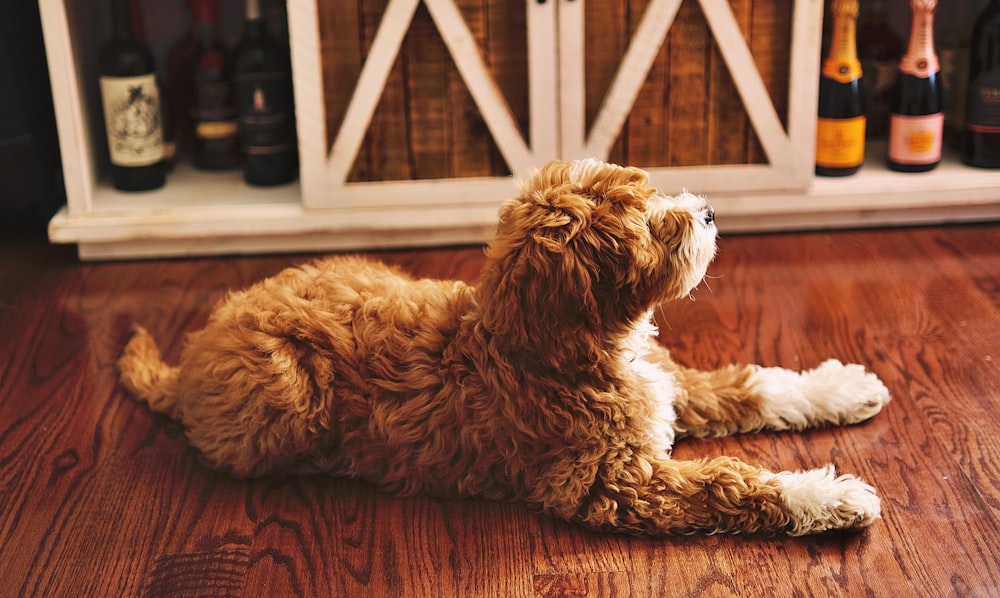 Ein Hund sitzt auf dem Boden und schaut nach oben