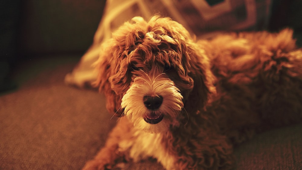 ソファの上に横たわる茶色の犬