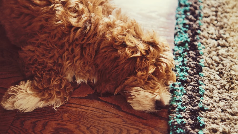 Un piccolo cane marrone che giace sopra un pavimento di legno