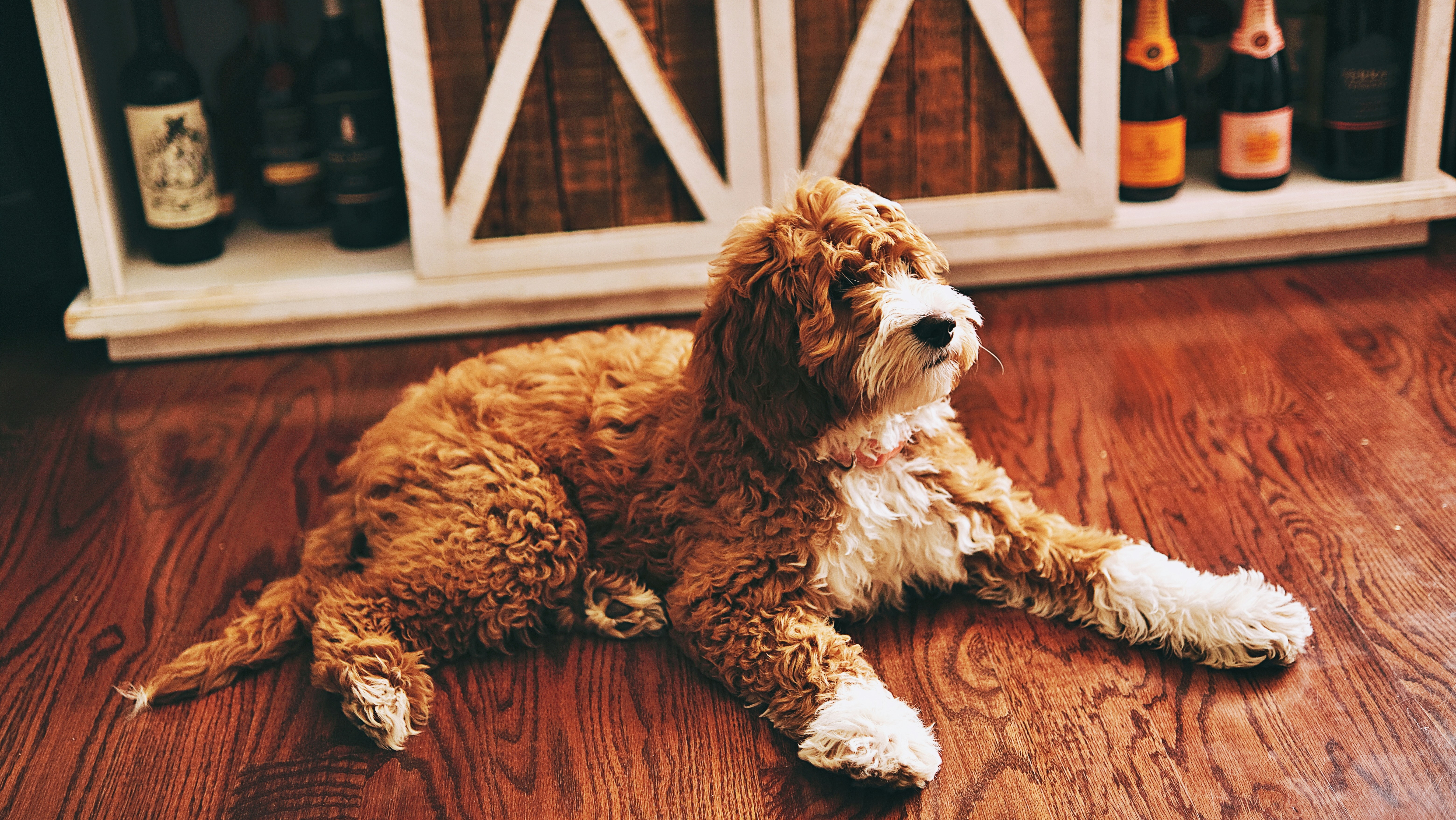 A brown and white goldendoodle lying down and looking up away from camera.