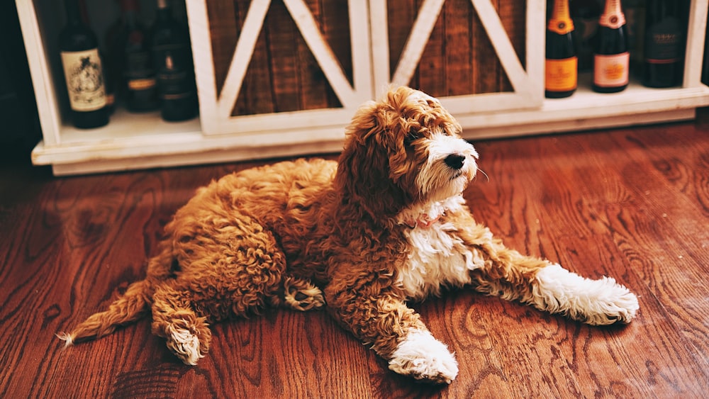 a brown and white dog laying on top of a wooden floor