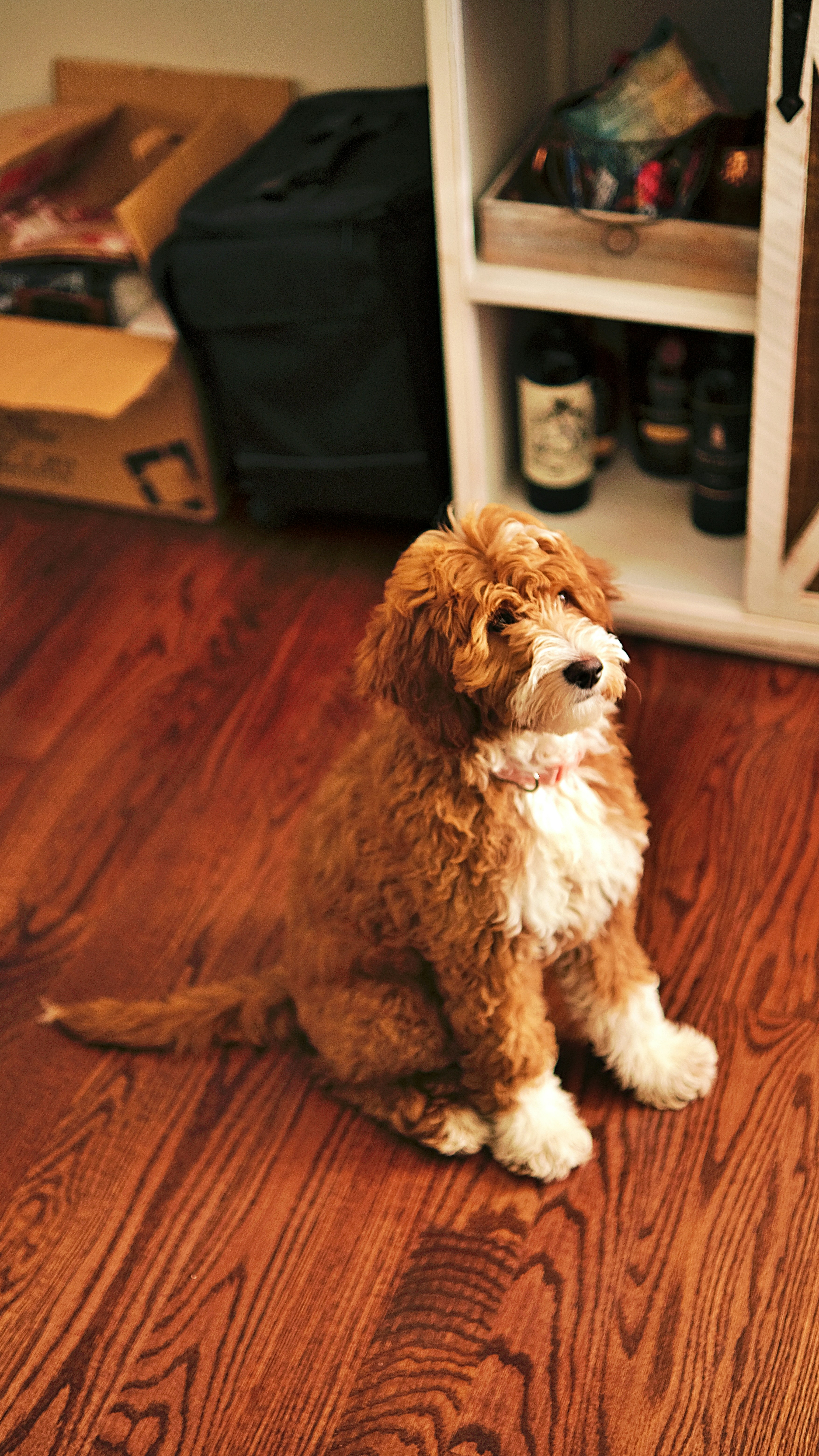 A brown and white goldendoodle attentively looking up.