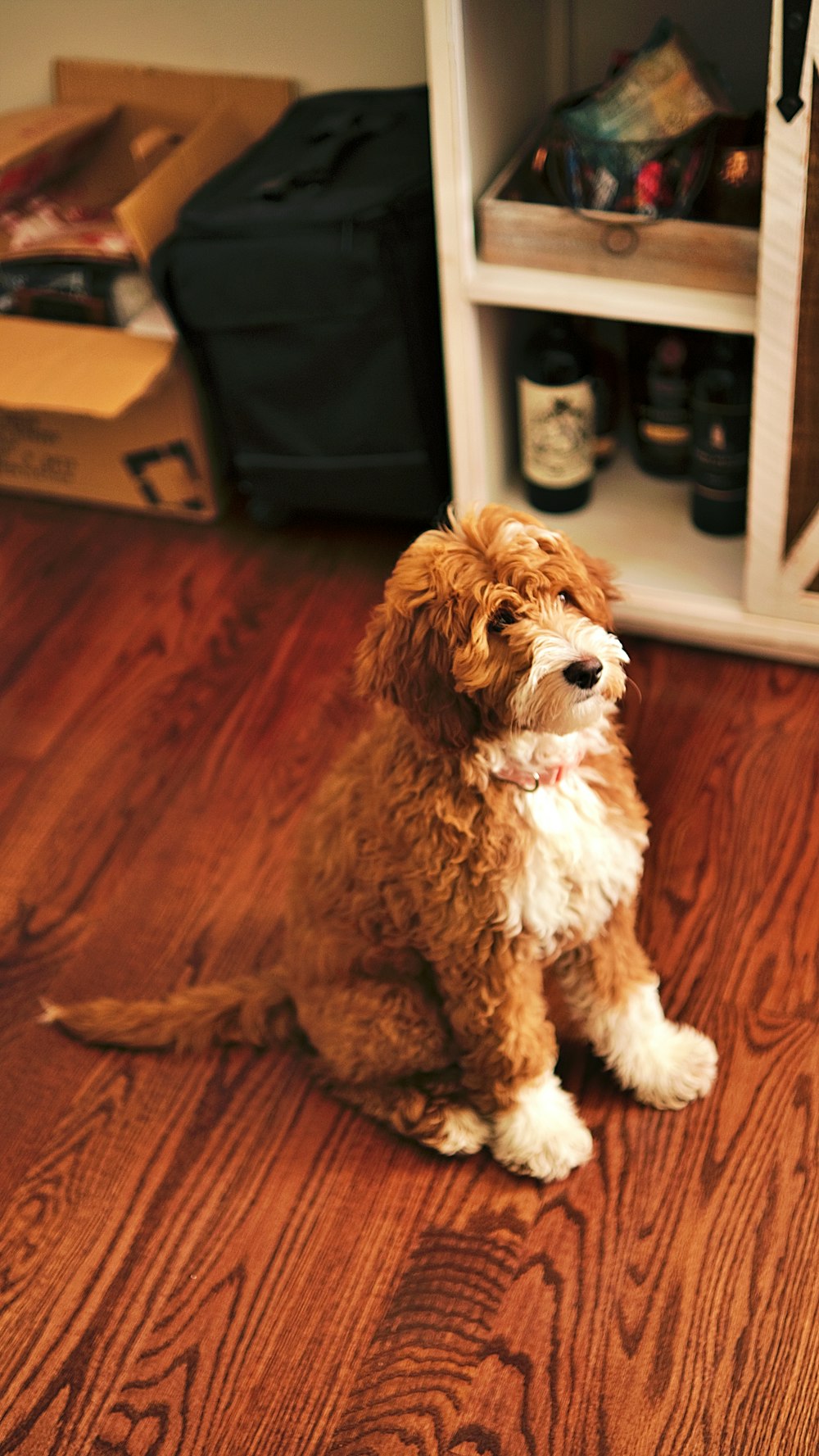 a small brown dog sitting on top of a wooden floor