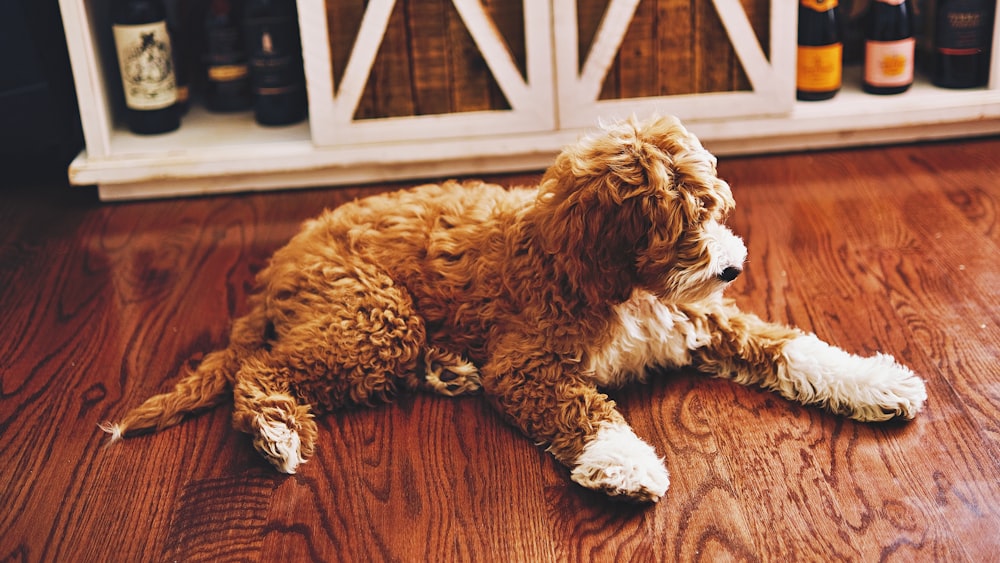 um cão marrom e branco deitado em cima de um piso de madeira