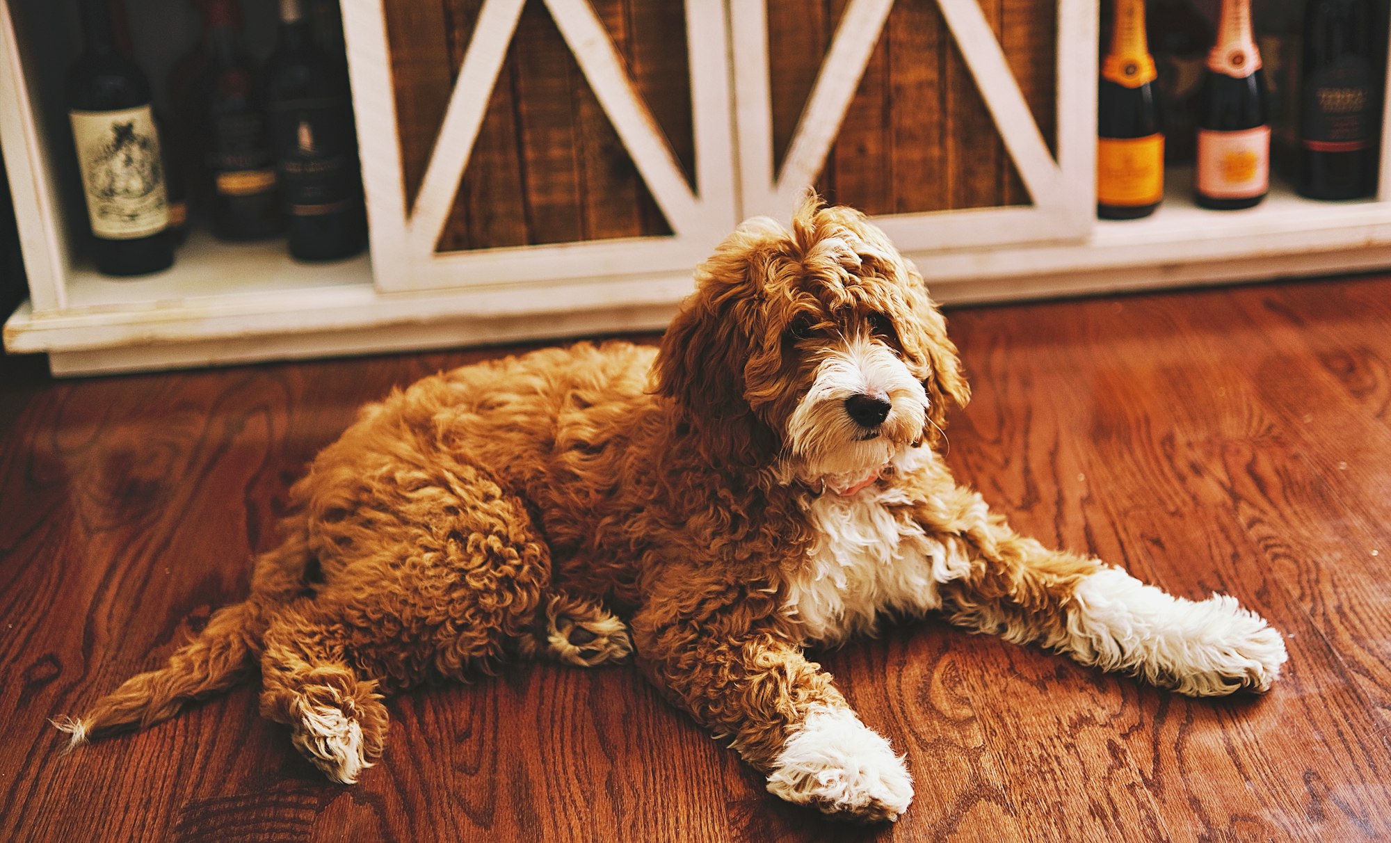 A brown and white goldendoodle lying down and looking elsewhere.