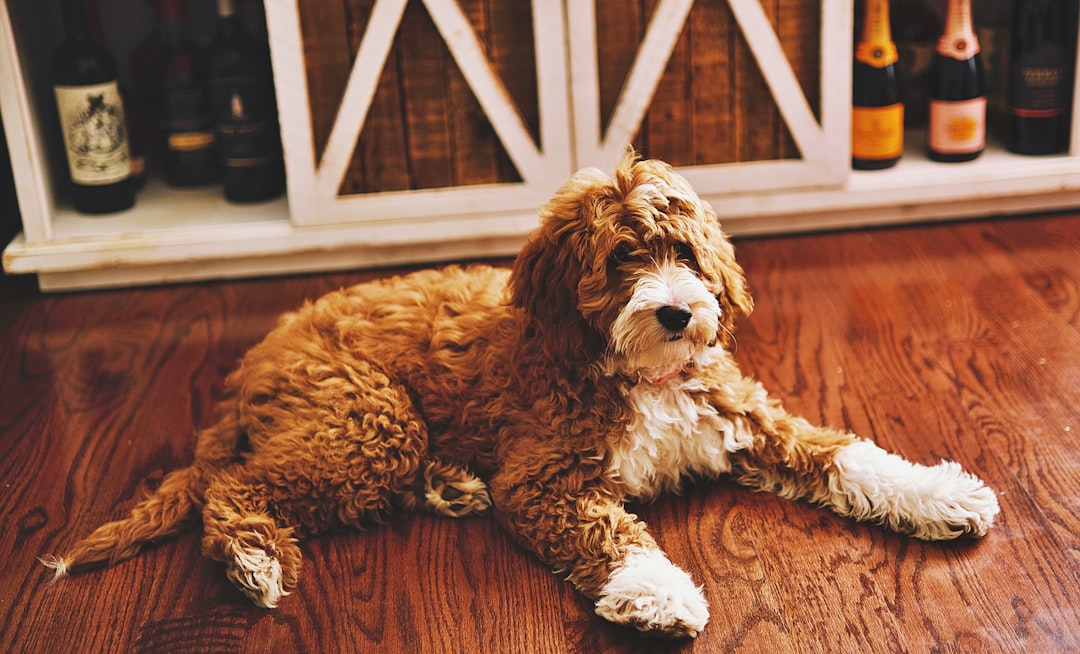 Decoding Goldendoodles: Unraveling the Generational Differences