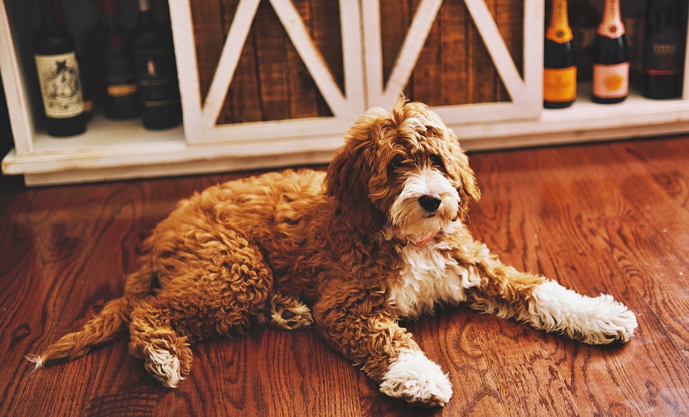 Un cane marrone e bianco che giace sopra un pavimento di legno