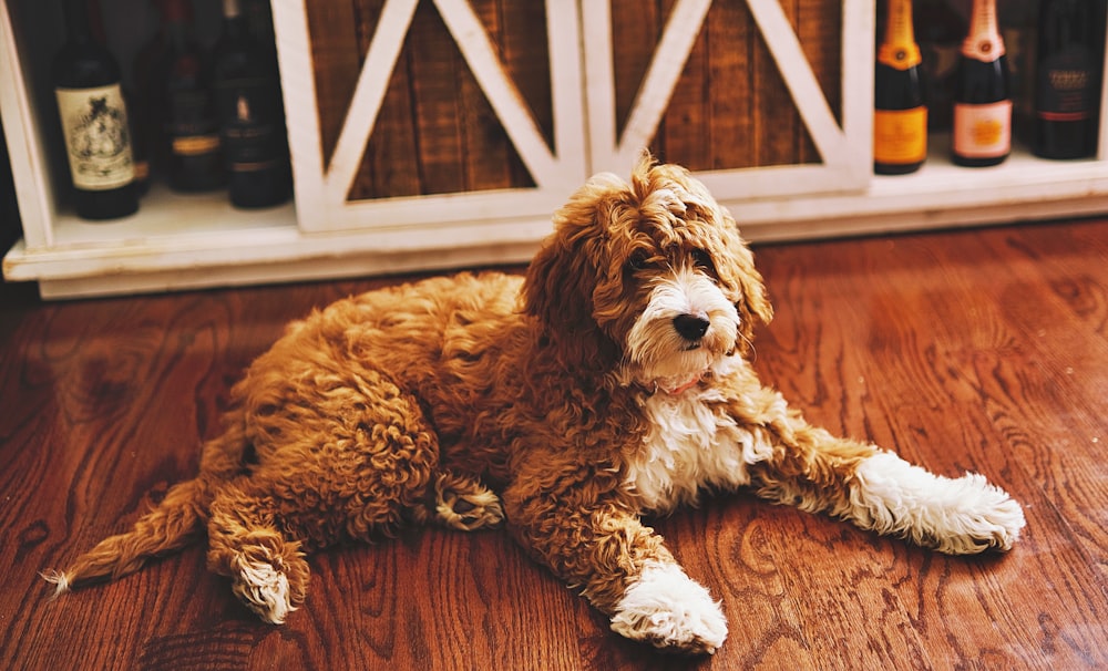 a brown and white dog laying on top of a wooden floor