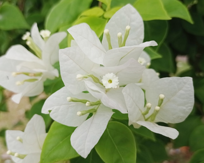 White flowers with delicate petals and small central stems surrounded by lush green leaves. The flowers are in full bloom, displaying intricate petal patterns.