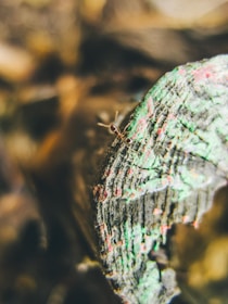 Close-up of an ant crawling on a wooden surface inside a home.
