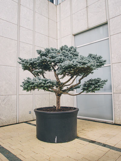 a bonsai tree in a pot outside a building