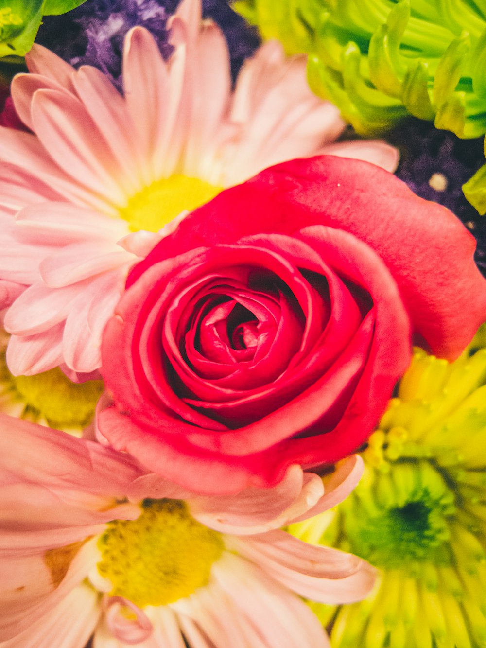 a close up of a red rose surrounded by flowers