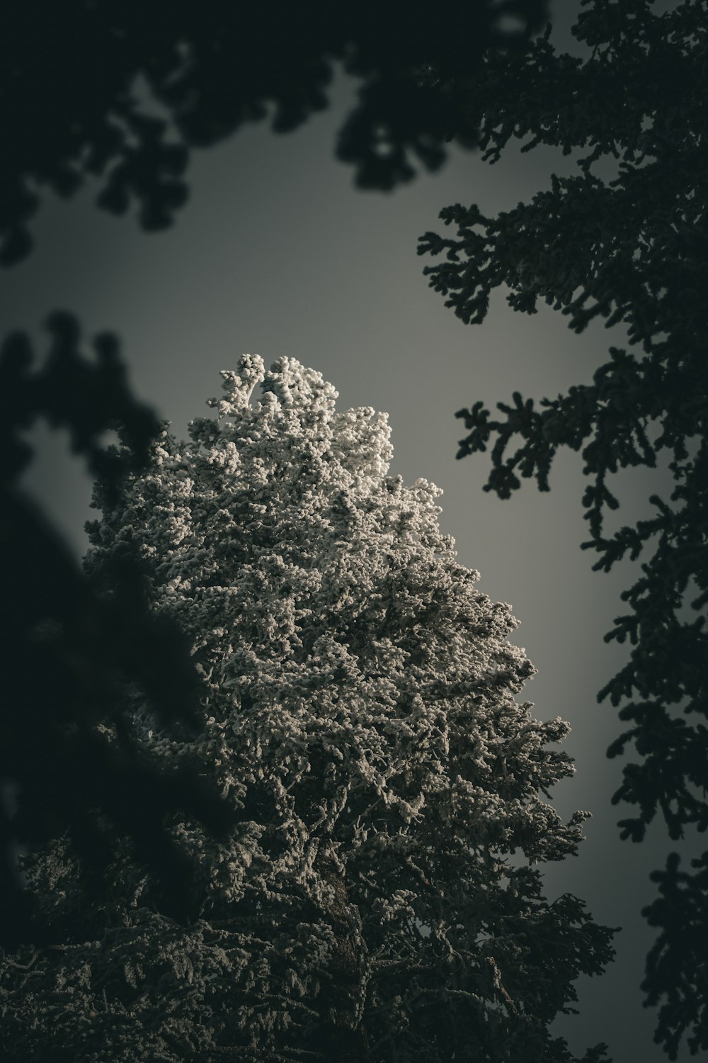 a black and white photo of a snow covered tree