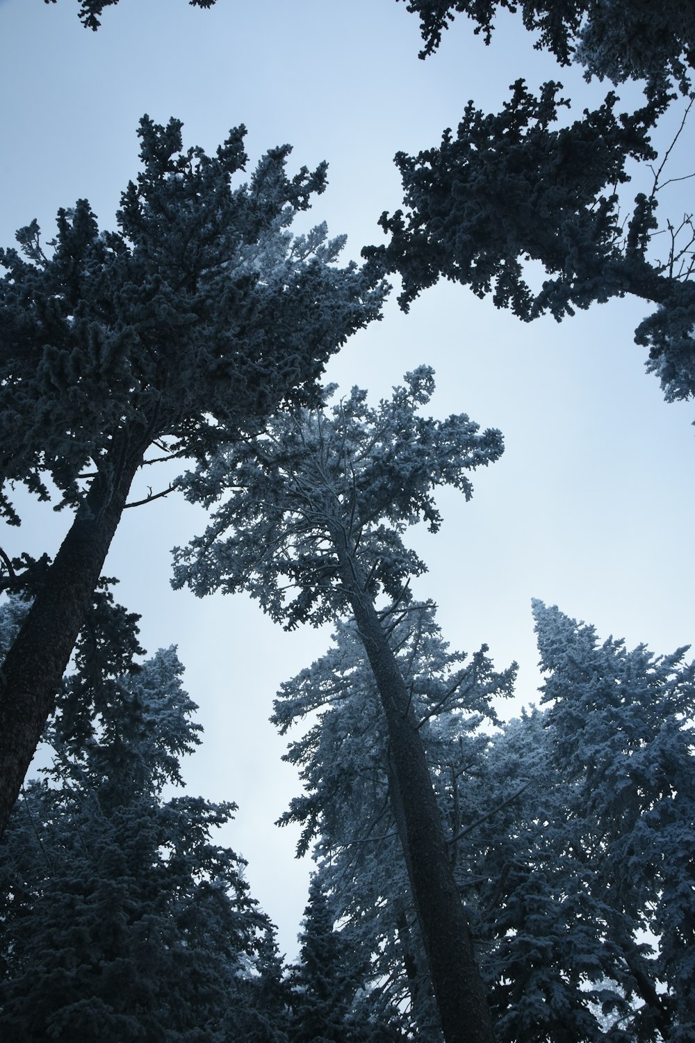 雪に覆われた背の高い木のグループ