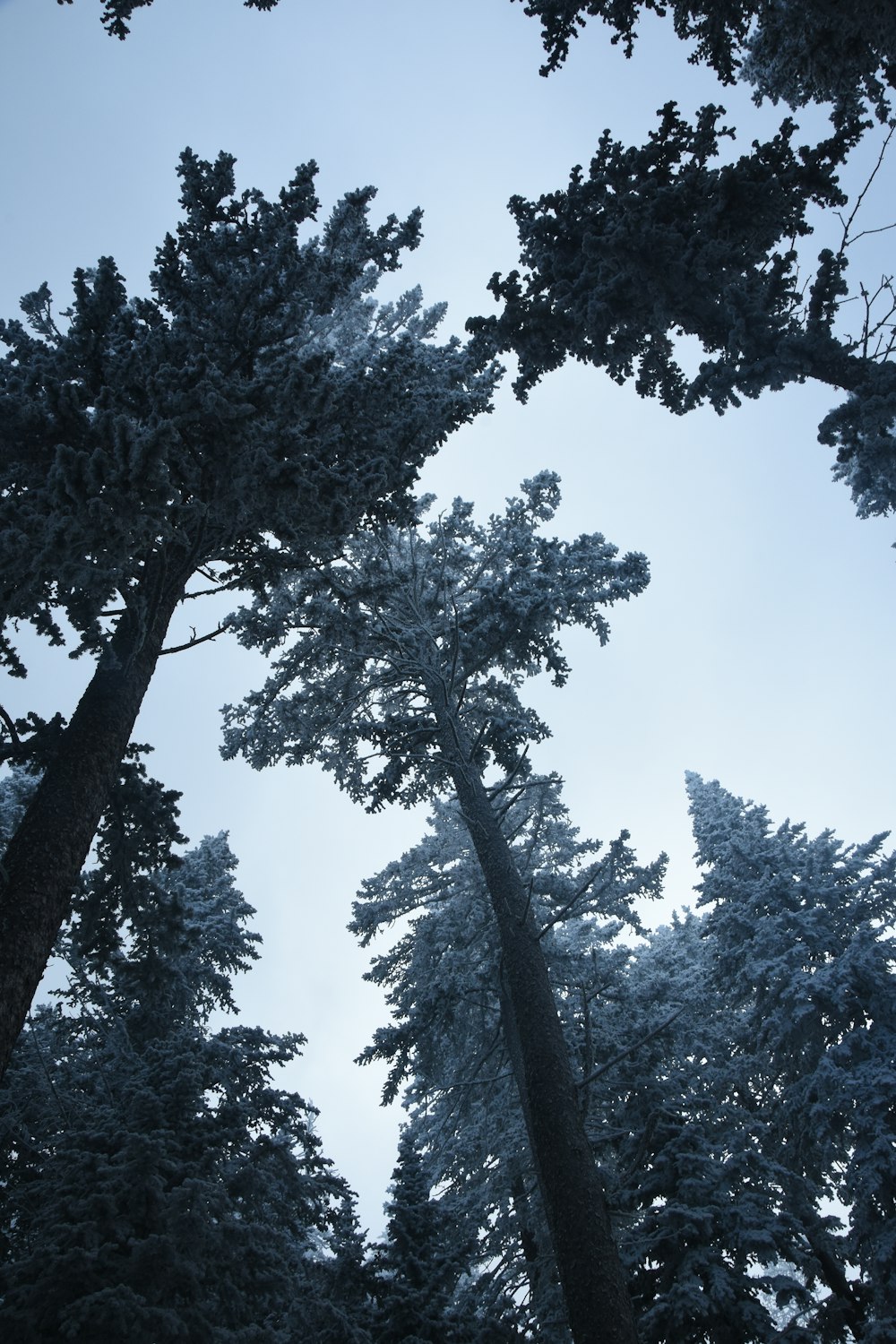 a group of tall trees covered in snow