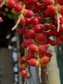 Close-up of rich, golden palm oil fruits freshly harvested in an Indonesian plantation.