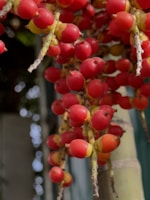 Close-up of a heavy-duty palm fruit harvesting machine in action on a plantation.