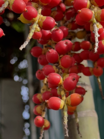 Close-up of ripe palm oil fruits hanging on a lush green palm tree.