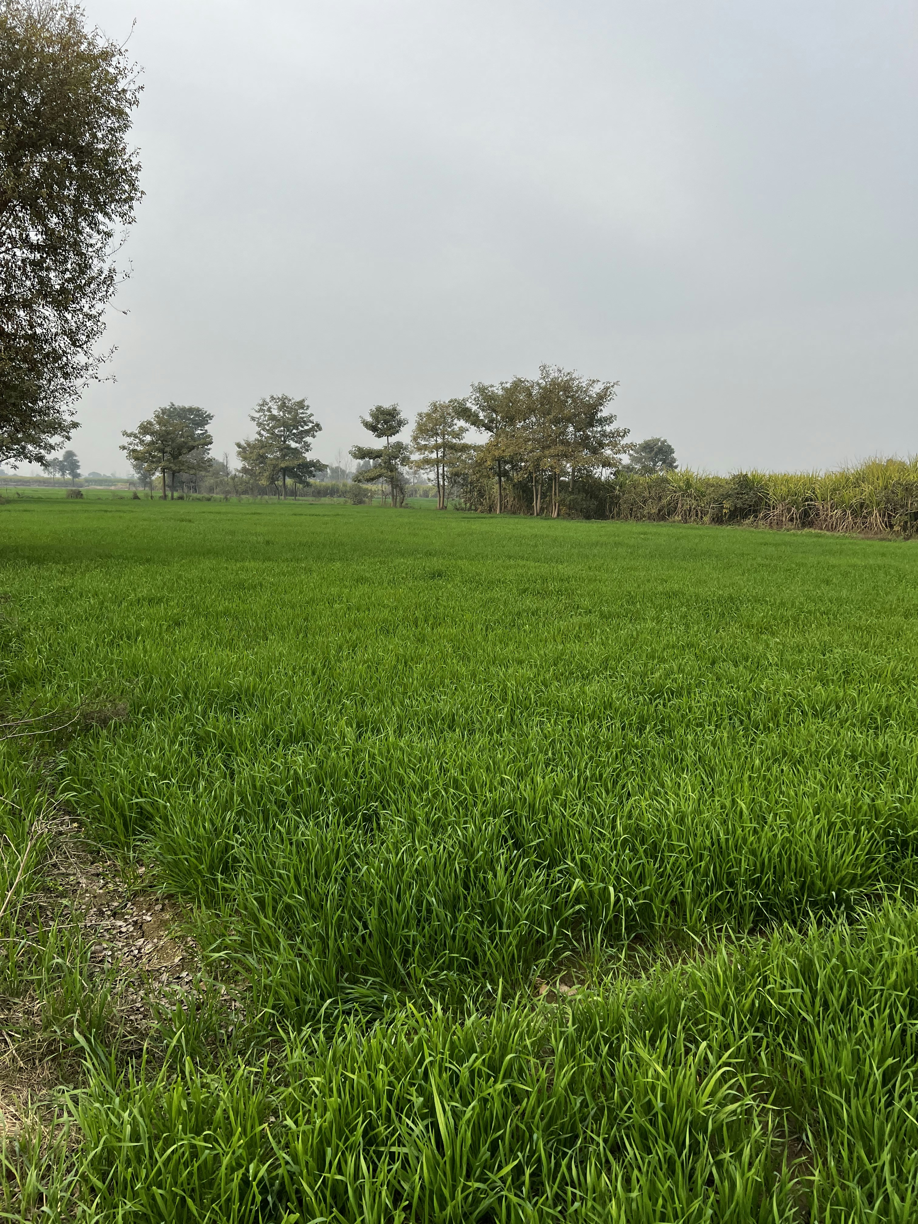 Photo by greystallion