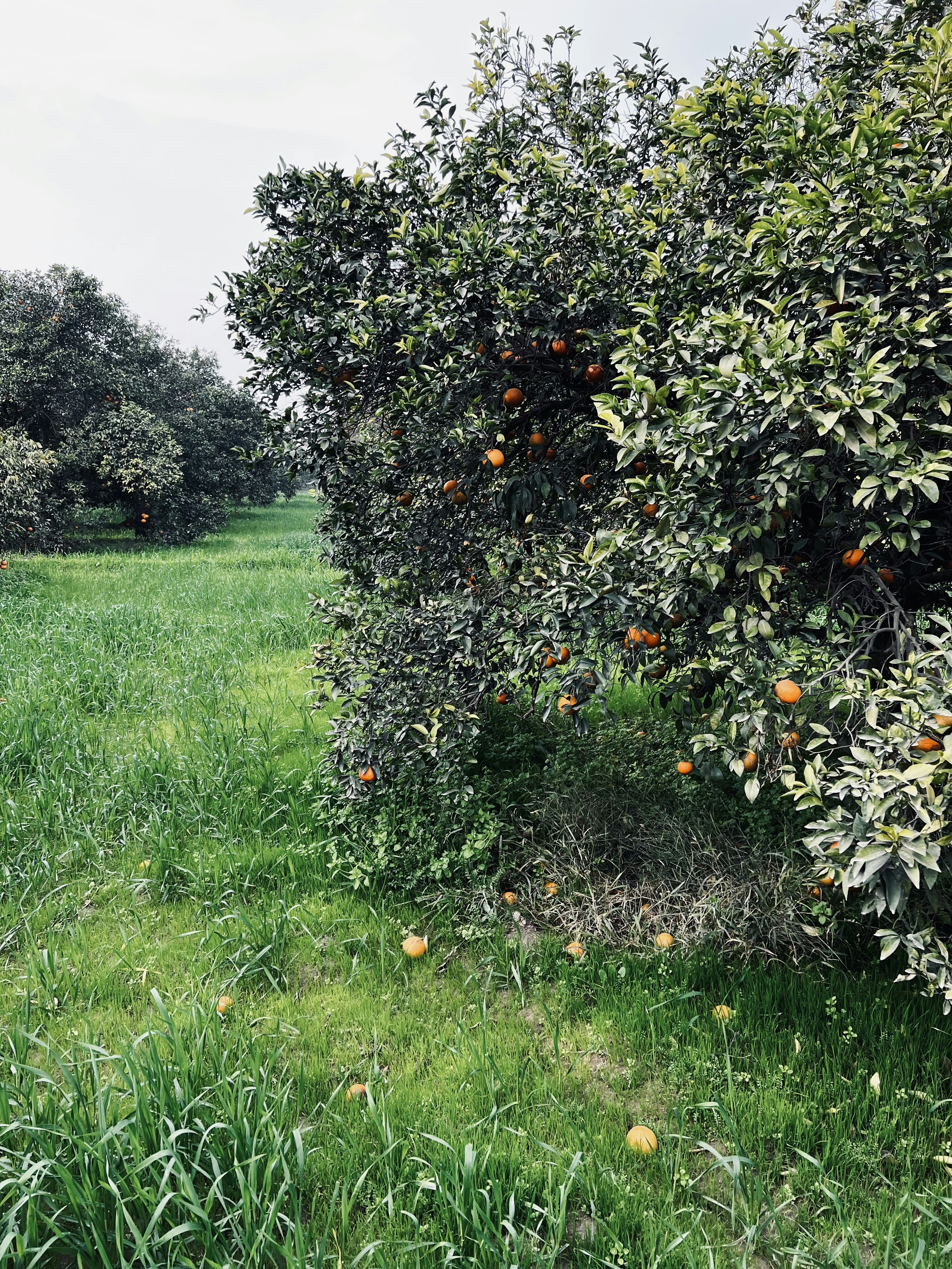 Photo by greystallion