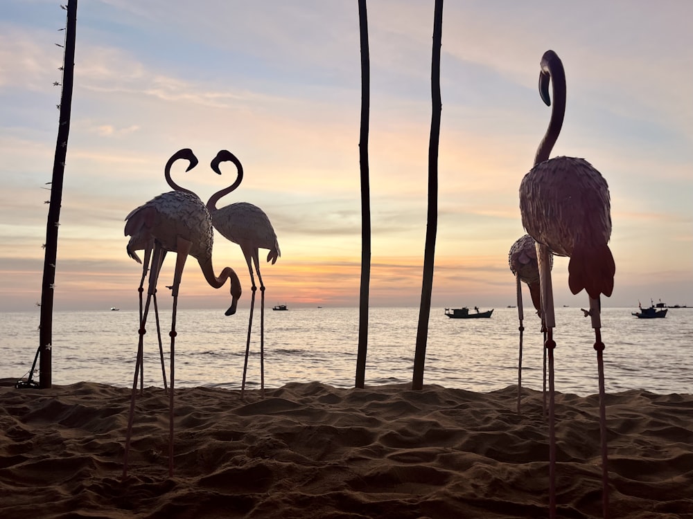 a couple of flamingos standing on top of a sandy beach
