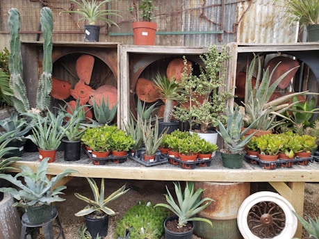 A variety of potted succulents and cacti are displayed on a wooden shelf, set against a rustic backdrop of metal fans and corrugated metal. The pots are of different sizes and colors, with lush green foliage creating a vibrant contrast to the muted, industrial background.