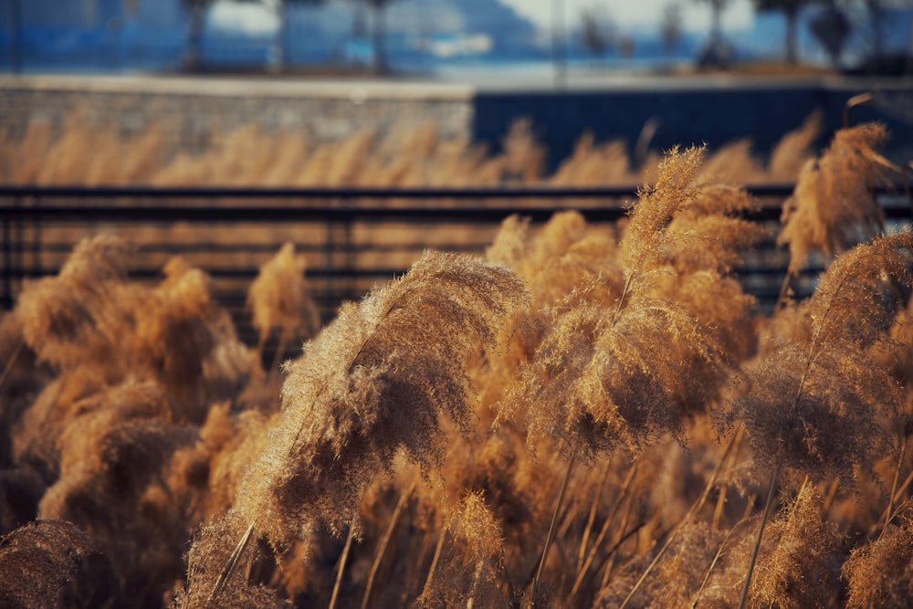 a bunch of brown plants in a field