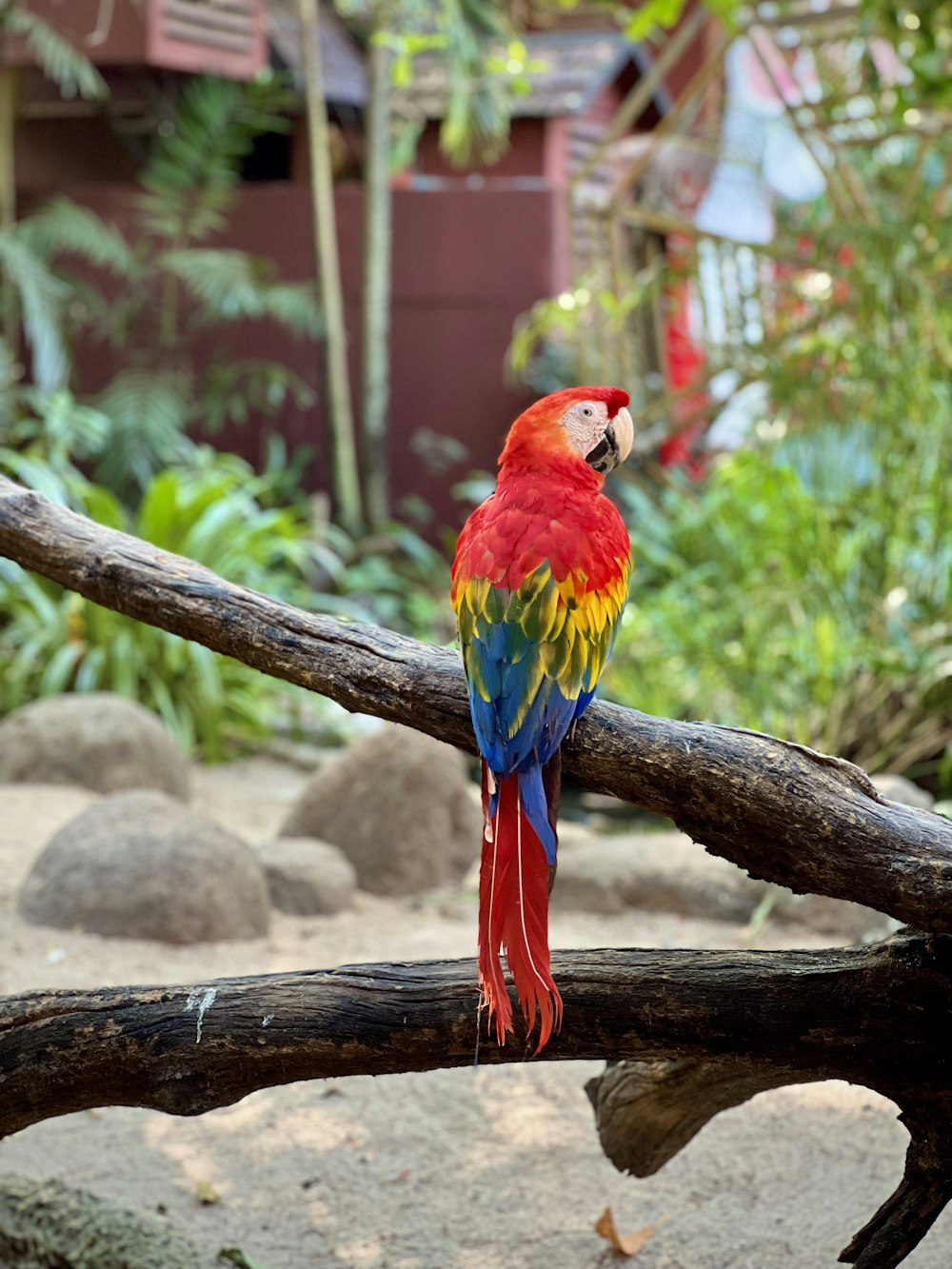 a red and yellow parrot sitting on a branch