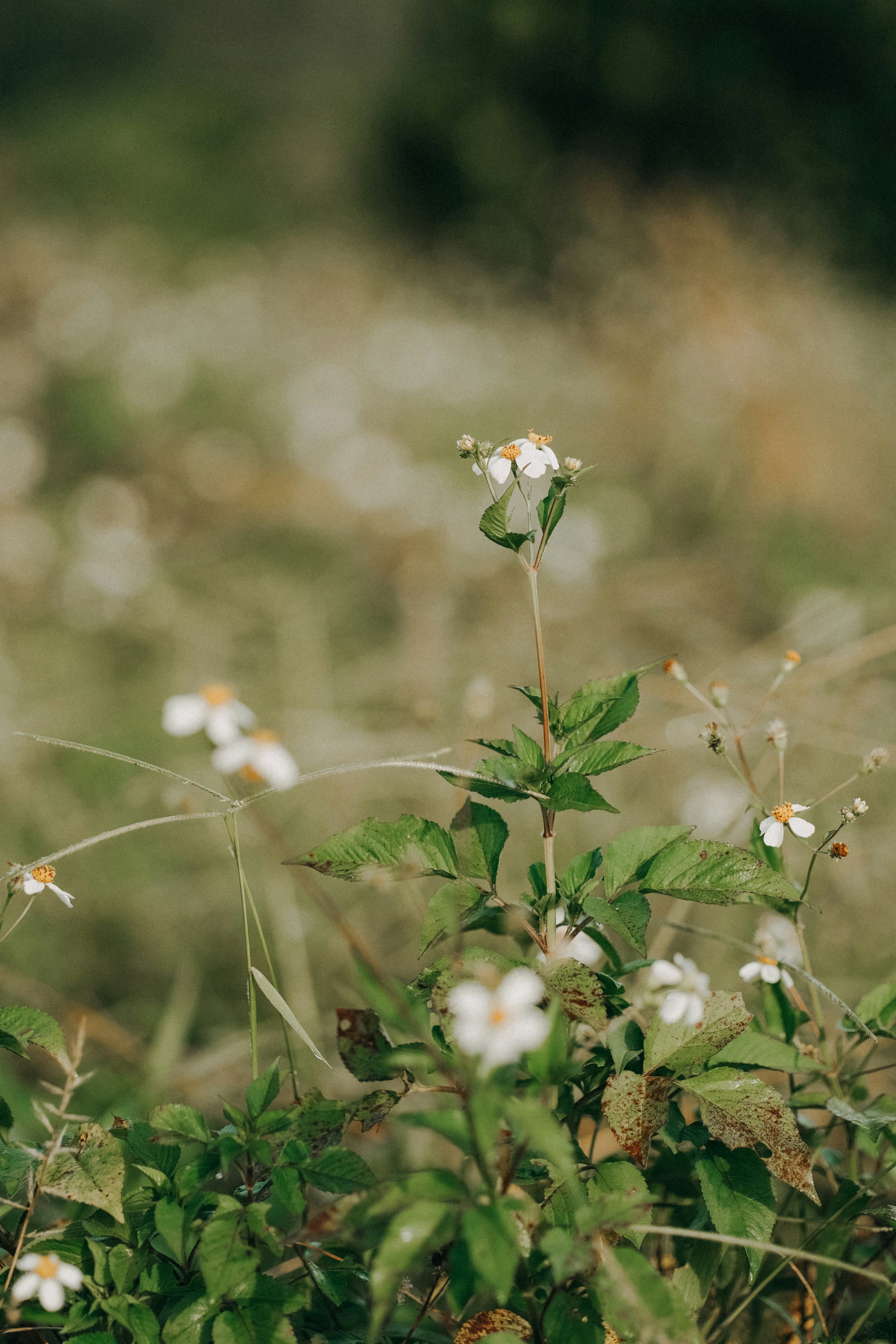 Photo by nguyentrungnguyen