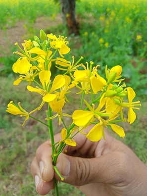 A close-up of Carol’s hands holding a vibrant bouquet of fresh flowers