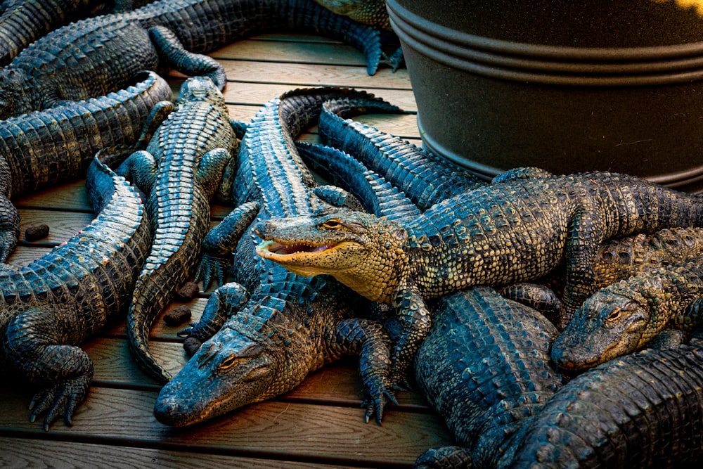 a group of alligators sitting on top of a wooden floor