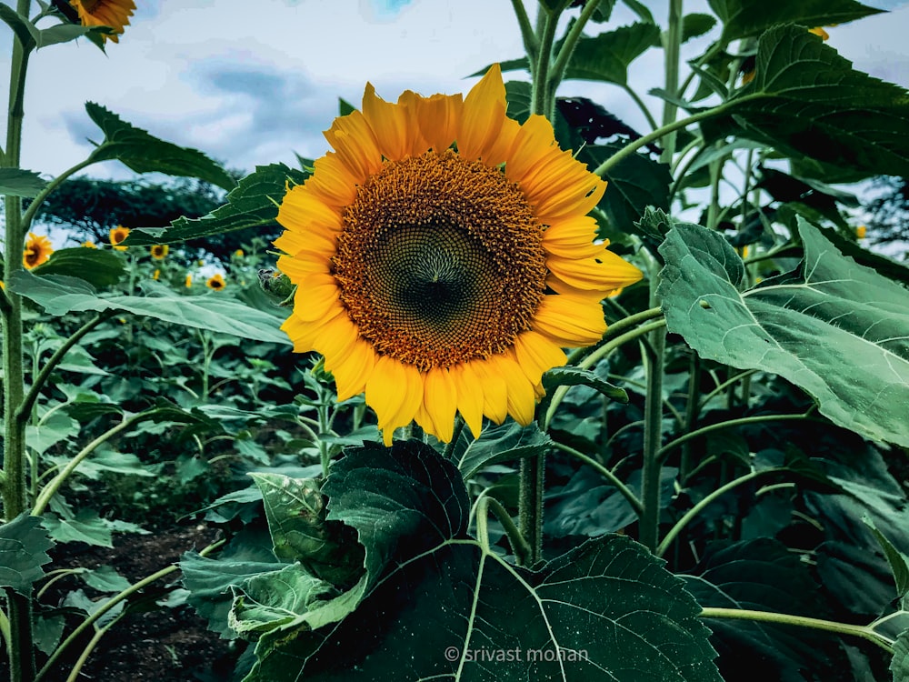 a large sunflower in a field of sunflowers