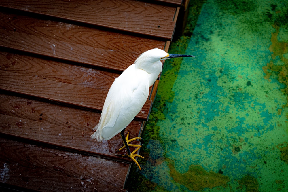 a white bird standing on a wooden deck