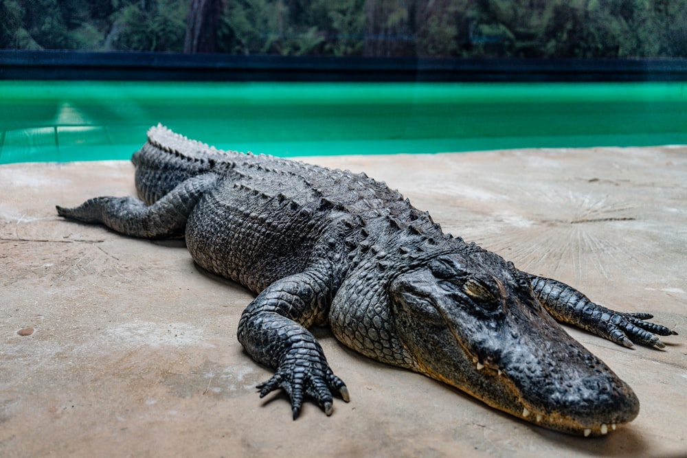 a large alligator laying on top of a sandy ground