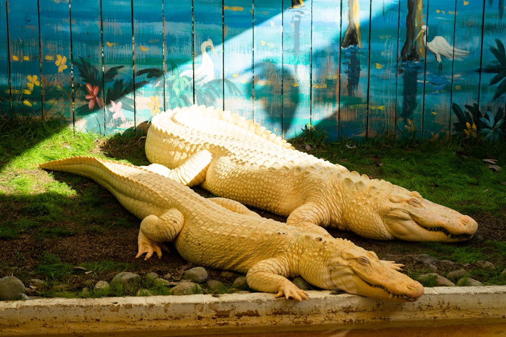 two large alligators are laying on the ground