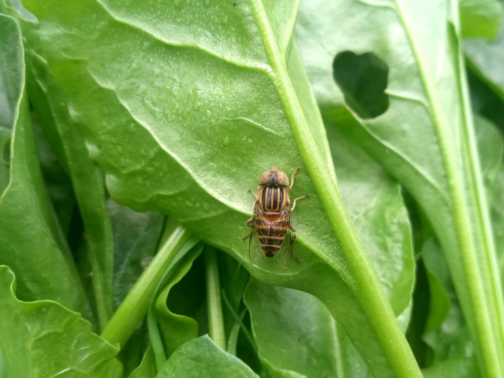 a bug sitting on top of a green leaf