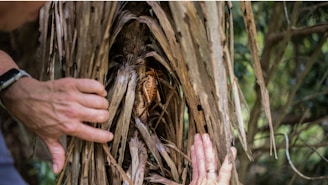 A close-up view of a tree trunk surrounded by dried palm fronds, with two hands gently pulling the fronds apart to reveal the tree. A large insect, possibly a cockroach, is visible nestled in the crevice of the trunk. The background includes blurred greenery.