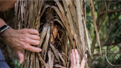 A close-up view of a tree trunk surrounded by dried palm fronds, with two hands gently pulling the fronds apart to reveal the tree. A large insect, possibly a cockroach, is visible nestled in the crevice of the trunk. The background includes blurred greenery.
