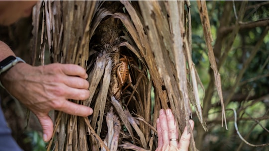 Technician inspecting a residential property for termite damage in Orlando.