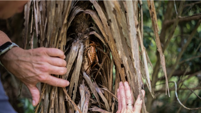A close-up view of a tree trunk surrounded by dried palm fronds, with two hands gently pulling the fronds apart to reveal the tree. A large insect, possibly a cockroach, is visible nestled in the crevice of the trunk. The background includes blurred greenery.