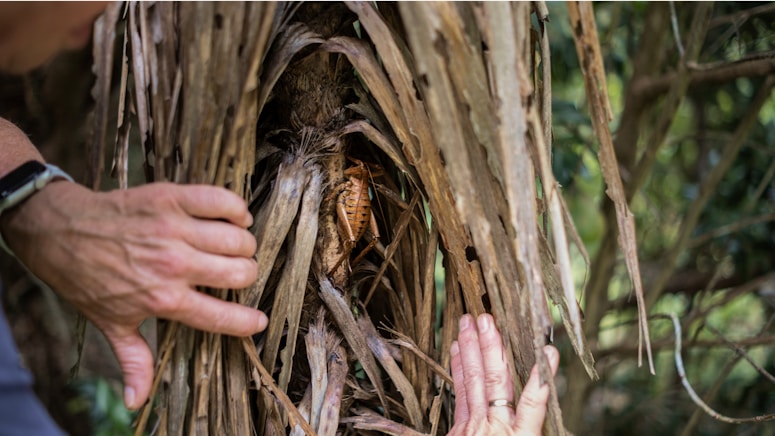 el weta en un árbol en Nueva Zelanda